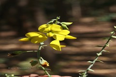 Crotalaria spectabilis